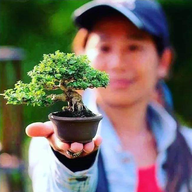 微型盆景确实让一小部分盆景爱好者找到了入口