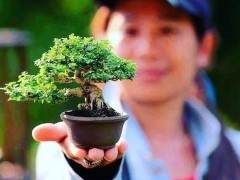 微型盆景确实让一小部分盆景爱好者找到了入口