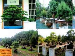 华东花木城有限公司与常州盆景协会签订协议