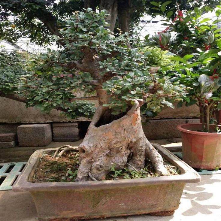 下山桩的移栽与养护