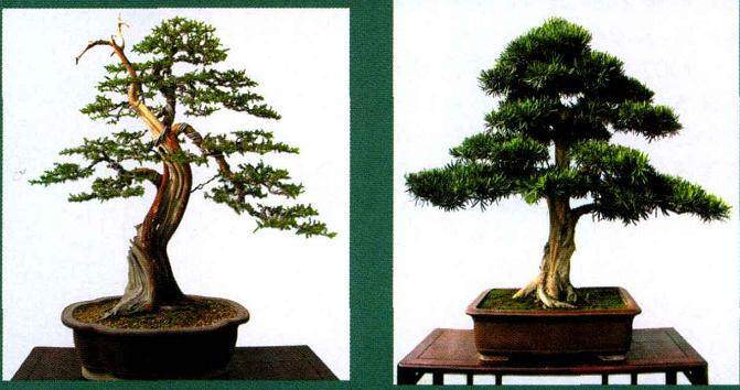 中国唐苑盆景园承办的首届中国唐风盆景展