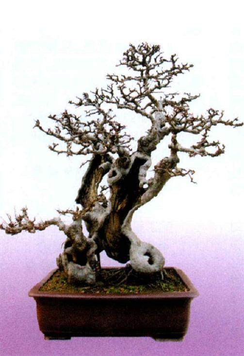 中国唐苑盆景园承办的首届中国唐风盆景展