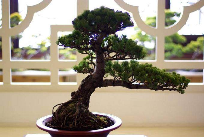 河南郑州公园发展月季盆景