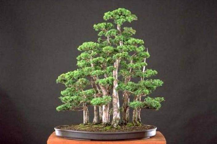 落叶松盆景的浇水与修剪