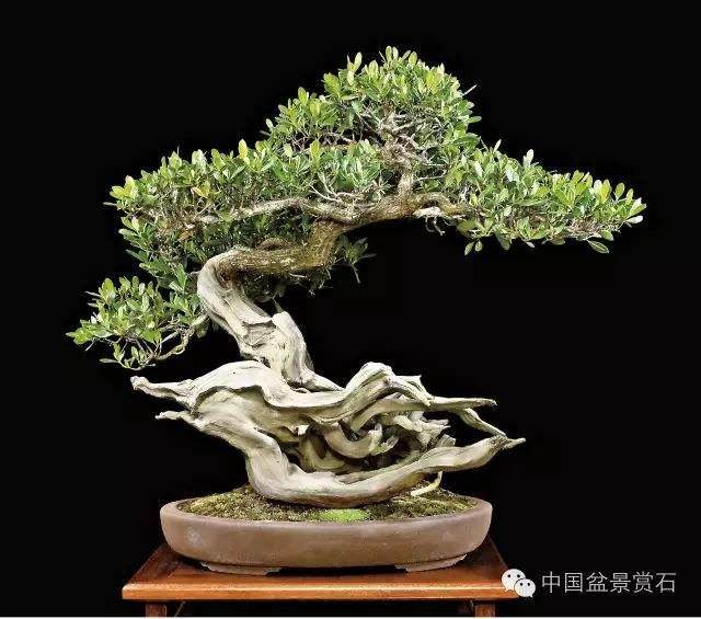 落羽杉盆景的浇水与修剪