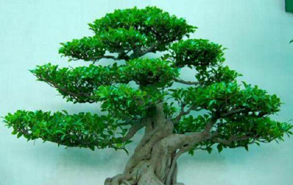 水杉盆景的翻盆与修剪