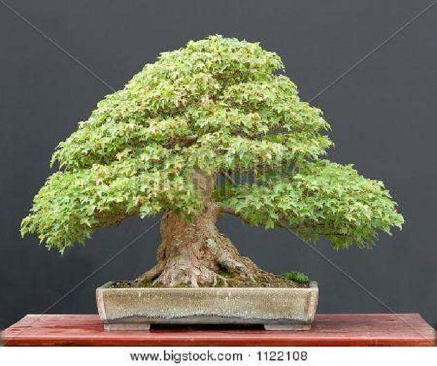 三叉戟枫树盆景的浇水与施肥