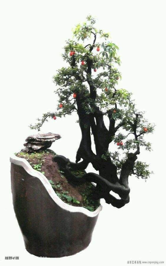 金弹子盆景、老鸦柿盆景的区别?