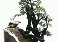 金弹子盆景 老鸦柿盆景的区别？