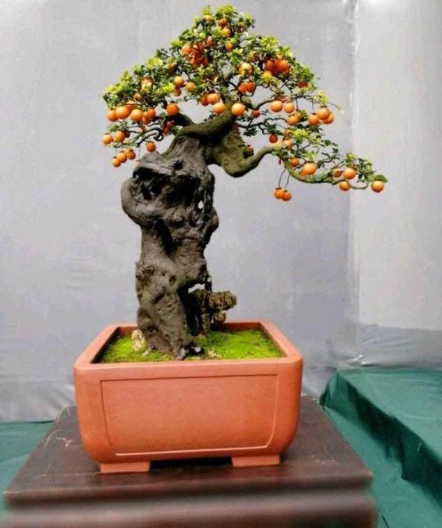 金弹子下山桩 最低可以承受多少度的低温啊？