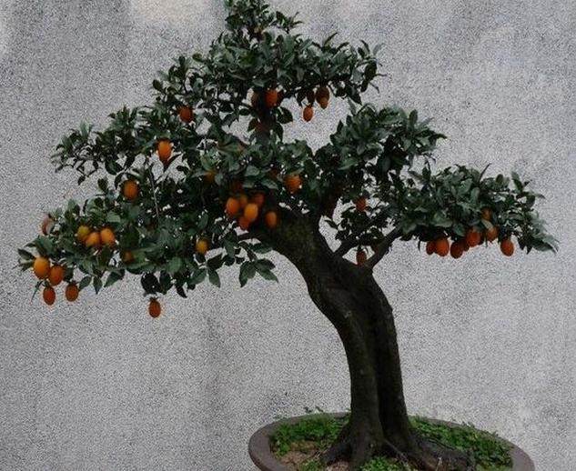 金弹下山桩发芽到三四寸时需打尖促根吗?