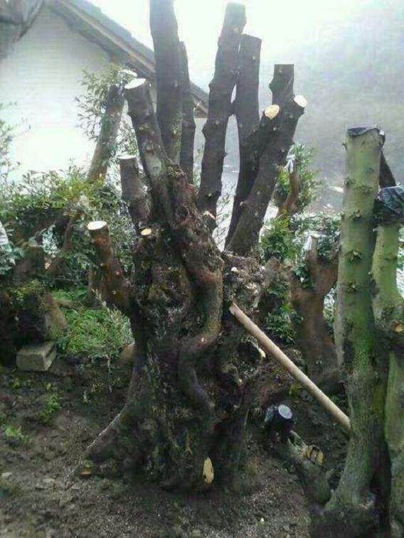 请问金弹子下山桩上盆后几年挂果?