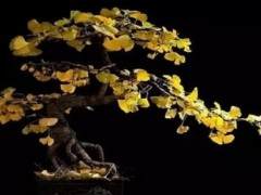 怎样弯曲银杏树制作成盆景 图片