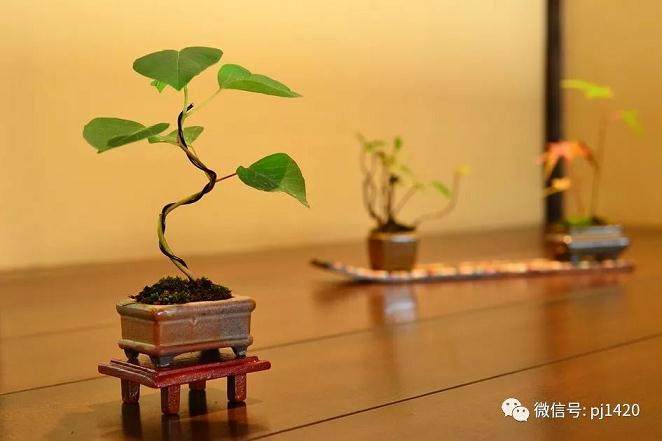没想到玩微型盆景还有这么多好处