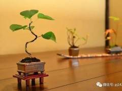 没想到玩微型盆景还有这么多好处