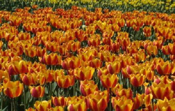 湖北当阳花协举行《长坂坡花卉》首发式