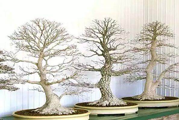 树篱枫树盆景的施肥与翻盆