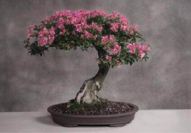 藤枫盆景的浇水与修剪