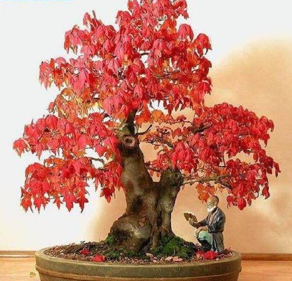 阿穆尔枫树盆景的施肥与修剪