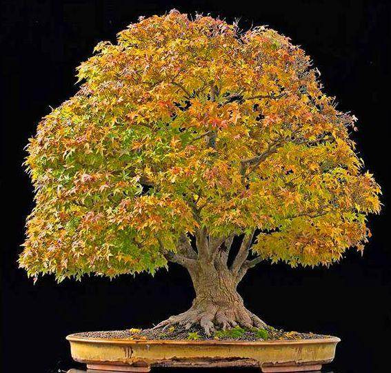 蒙彼利埃枫树盆景的施肥与修剪