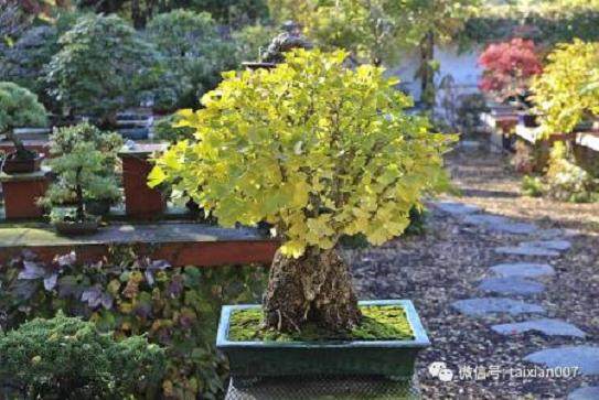 花楸树盆景的施肥与翻盆