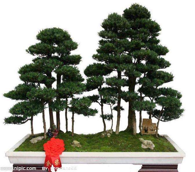 河桦树盆景的浇水与修剪