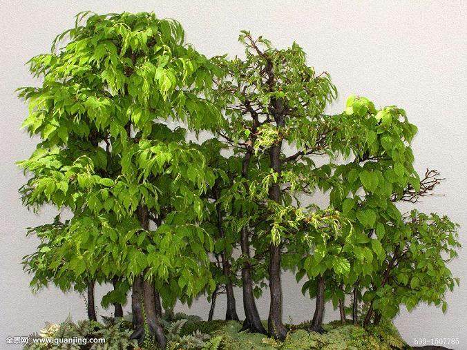 桦树盆景的浇水与修剪