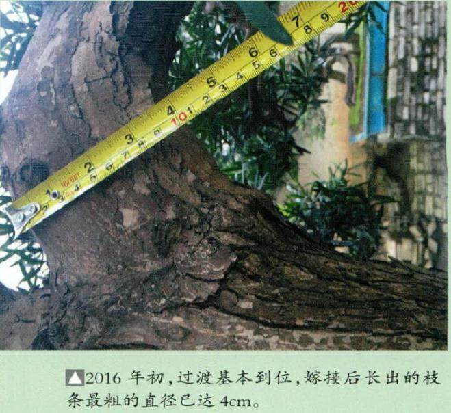 罗汉松树桩的嫁接与蟠扎枝托