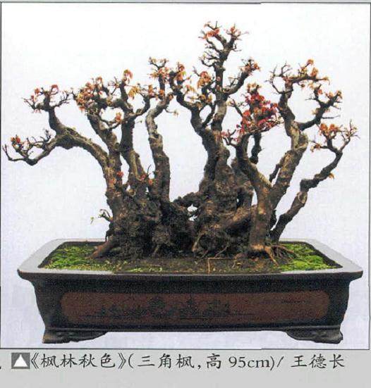 第三届园林杯盆景展在蔡甸举办