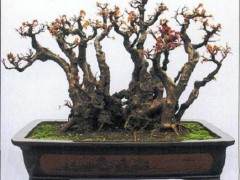 第三届园林杯盆景展在蔡甸举办