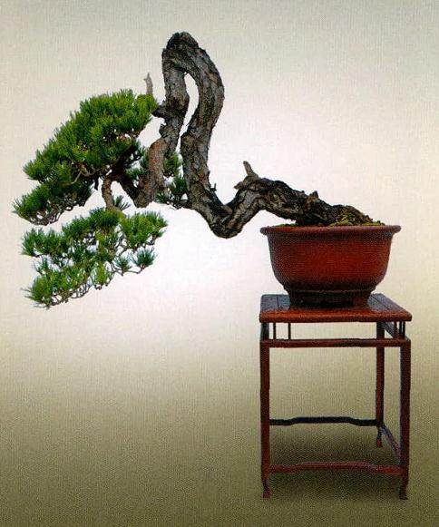 石景涛先生的赤松盆景《翠色天涯>