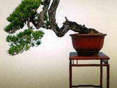 石景涛先生的赤松盆景翠色天涯