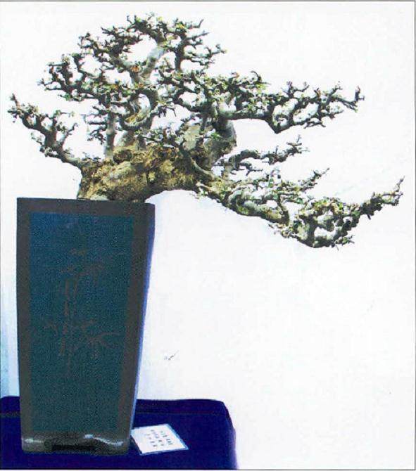 洪湖市花木盆景协会主办盆景展