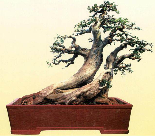 赵恩平与刘昌广合作建立武汉昌恩盆景艺术园