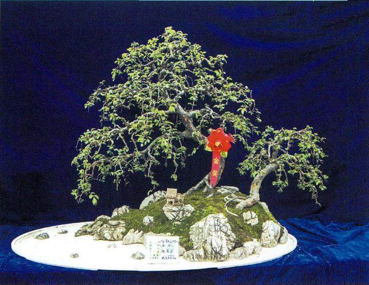 谈谈十堰市花木盆景的未来与希望