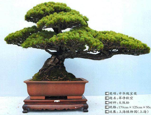 第九届中国盆景展览暨首届国际盆景协会