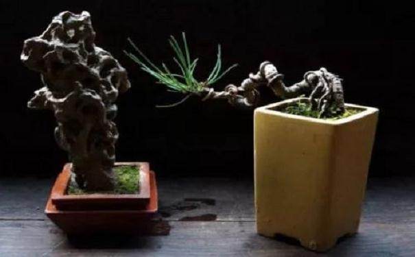 盆景造型用什么铁丝