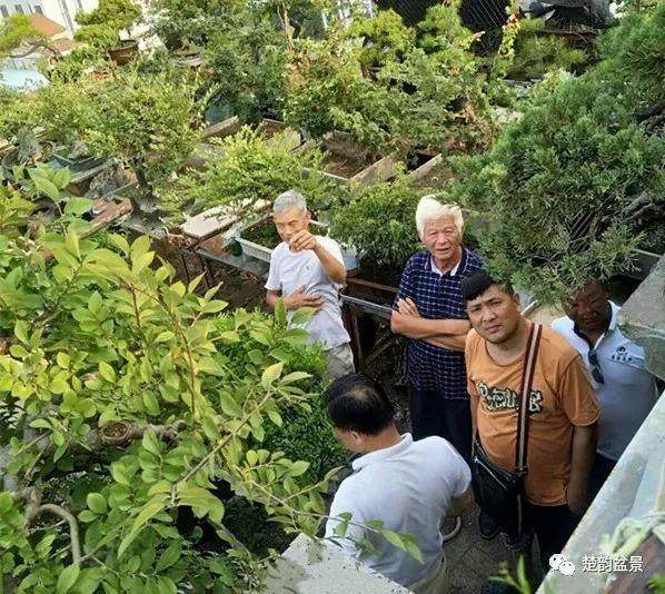 孝感市的空中盆景园