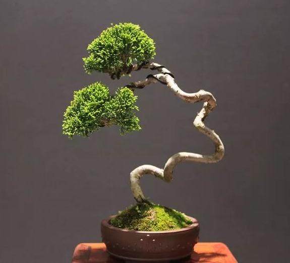 海派盆景的造型特点