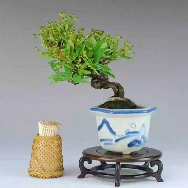 怎样使火棘盆景多结果？