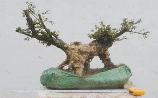 黄杨盆景枝干的取舍?