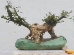 黄杨老桩盆景枝干怎样发芽修剪的方法