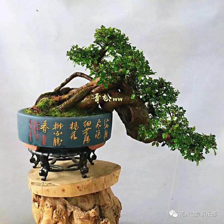 秋季花木盆景的水肥管理