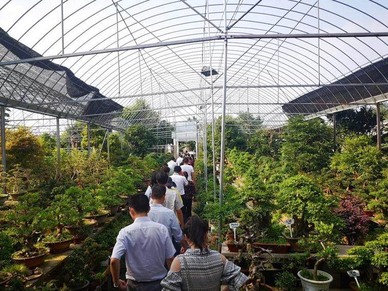 淘宝盆景第一村的生意经