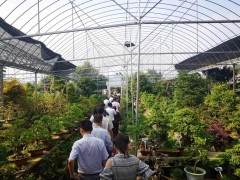 淘宝盆景第一村的生意经