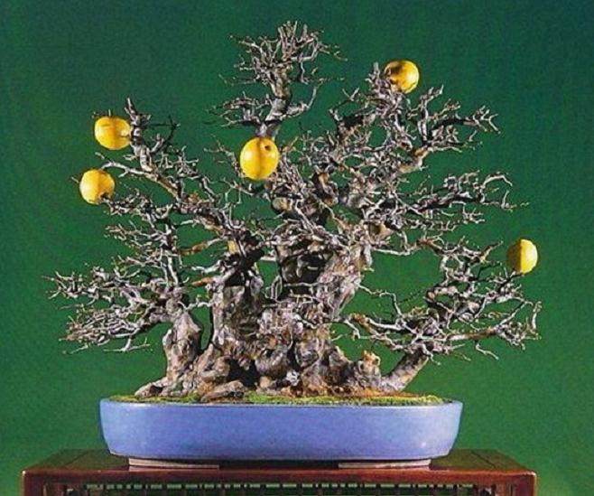 木瓜盆景的浇水与施肥