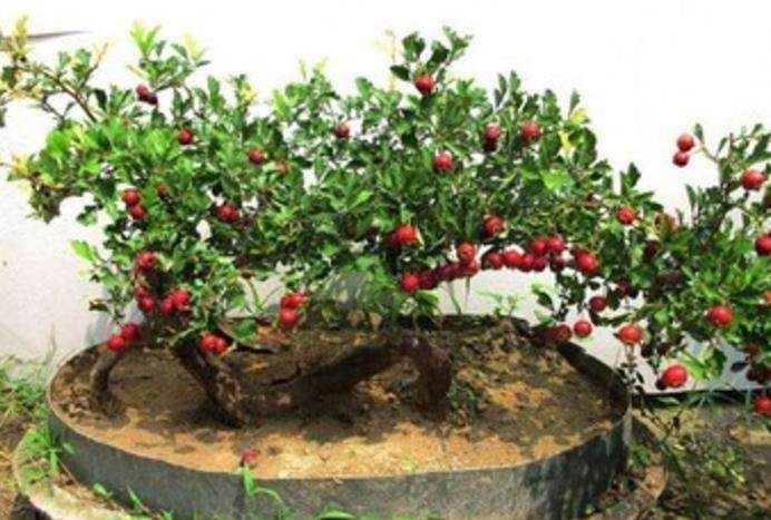山楂盆景的施肥与修剪