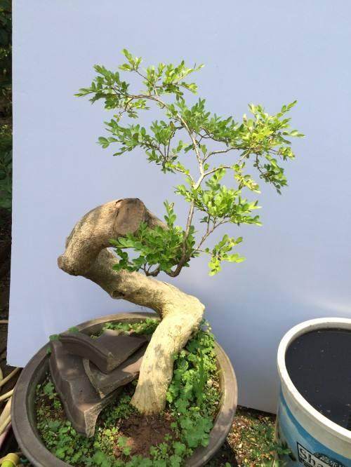 大叶黄杨盆景的施肥与修剪