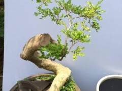 大叶黄杨盆景扦插后怎么施肥与修剪