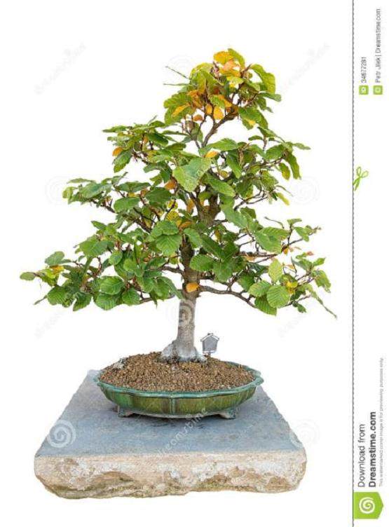 山毛榉盆景的浇水与施肥